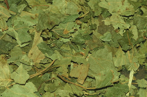 Birkenblätter, geschnitten 0,5 kg
